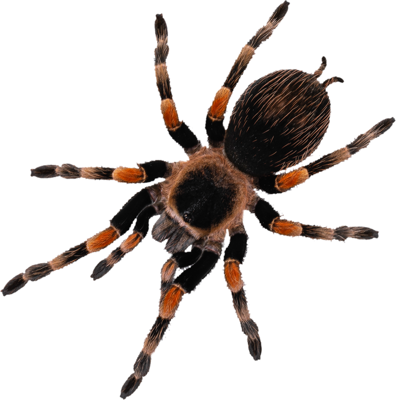 Mexican Redknee Tarantula 